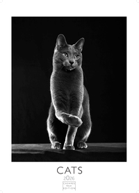 Cats schwarz-weiss Kalender 2026 – Wandkalender | Fotokalender Tierkalender Grosses Format 59x42cm. - Katzenkalender | Perfekt für Katzenliebhaber und Tierkalenderfans