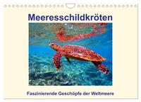 Meeresschildkröten – Faszinierende Geschöpfe der Weltmeere (Wandkalender 2025 DIN A4 quer), CALVENDO Monatskalender