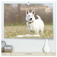 Berger Blanc Suisse - Weggefährten auf 4 Pfoten (hochwertiger Premium Wandkalender 2026 DIN A2 quer), Kunstdruck in Hochglanz