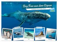 Big Five aus dem Ozean Hai, Delphin, Wal, Robbe, Pinguin (Wandkalender 2026 DIN A2 quer), CALVENDO Monatskalender