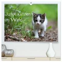 Junge Katzen im Wald (hochwertiger Premium Wandkalender 2026 DIN A2 quer), Kunstdruck in Hochglanz