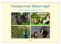 Faszinierende Hühnervögel (Wandkalender 2026 DIN A4 quer), CALVENDO Monatskalender
