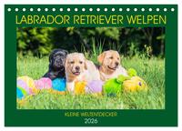 Labrador Retriever Welpen - Kleine Weltentdecker (Tischkalender 2026 DIN A5 quer), CALVENDO Monatskalender