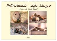 Präriehunde - süße Säuger (Wandkalender 2026 DIN A2 quer), CALVENDO Monatskalender