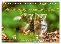 Wildkatzenbabys - wild und zuckersüß. (Tischkalender 2026 DIN A5 quer), CALVENDO Monatskalender