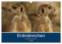 Erdmännchen - Zusammen sind wir stark (Wandkalender 2026 DIN A3 quer), CALVENDO Monatskalender