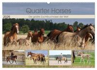 Quarter Horses - Die größte Zuchtbuchrasse der Welt (Wandkalender 2026 DIN A2 quer), CALVENDO Monatskalender