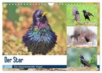 Der Star (Wandkalender 2026 DIN A4 quer), CALVENDO Monatskalender