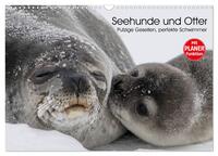 Seehunde und Otter. Putzige Gesellen, perfekte Schwimmer (Wandkalender 2026 DIN A3 quer), CALVENDO Monatskalender