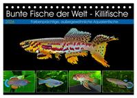 Bunte Fische der Welt - Killifische (Tischkalender 2026 DIN A5 quer), CALVENDO Monatskalender