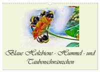 Blaue Holzbiene – Hummel – und Taubenschwänzchen. (Wandkalender 2026 DIN A3 quer), CALVENDO Monatskalender