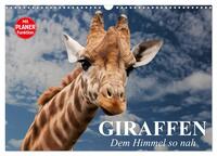 Giraffen. Dem Himmel so nah (Wandkalender 2026 DIN A3 quer), CALVENDO Monatskalender
