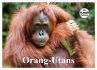 Orang-Utans (Wandkalender 2026 DIN A2 quer), CALVENDO Monatskalender