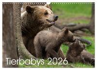 Tierbabys 2026 (Wandkalender 2026 DIN A3 quer), CALVENDO Monatskalender