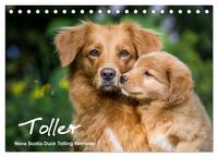 Toller - Nova Scotia Duck Tolling Retriever (Tischkalender 2026 DIN A5 quer), CALVENDO Monatskalender