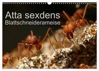 Atta sexdens - Blattschneiderameise (Wandkalender 2026 DIN A3 quer), CALVENDO Monatskalender