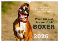 Wenn ich groß bin werd' ich Boxer (Wandkalender 2026 DIN A3 quer), CALVENDO Monatskalender