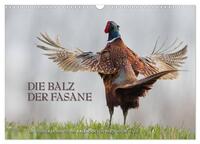 Emotionale Momente: Die Balz der Fasane / CH-Version (Wandkalender 2026 DIN A3 quer), CALVENDO Monatskalender