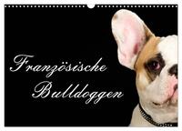 Französische Bulldoggen (Wandkalender 2026 DIN A3 quer), CALVENDO Monatskalender