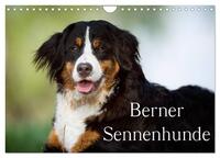 Berner Sennenhunde (Wandkalender 2026 DIN A4 quer), CALVENDO Monatskalender
