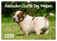 Australian Cattle Dog Welpen (Wandkalender 2026 DIN A3 quer), CALVENDO Monatskalender