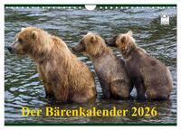 Der Bärenkalender 2026 (Wandkalender 2026 DIN A4 quer), CALVENDO Monatskalender