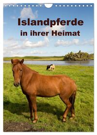 Islandpferde in ihrer Heimat (Wandkalender 2026 DIN A4 hoch), CALVENDO Monatskalender