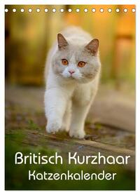 Britisch Kurzhaar Katzenkalender (Tischkalender 2026 DIN A5 hoch), CALVENDO Monatskalender