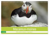 Macareux-moines Des petits oiseaux originaux! (Calendrier mural 2026 DIN A4 vertical), CALVENDO calendrier mensuel