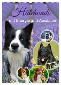 Hütehunde mit Energie und Ausdauer (Wandkalender 2026 DIN A2 hoch), CALVENDO Monatskalender