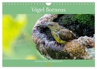 Zwischen Nebel und Baumriesen - Vögel Borneos (Wandkalender 2026 DIN A4 quer), CALVENDO Monatskalender