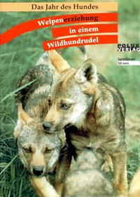 Welpenerziehung in einem Wildhundrudel